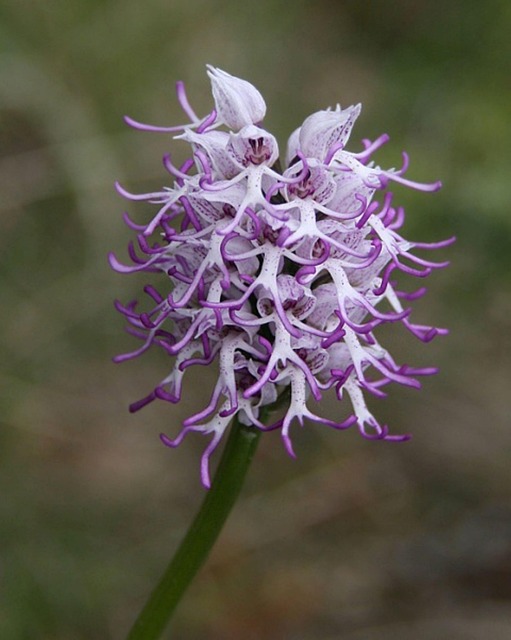 Rare Orchid Discovery