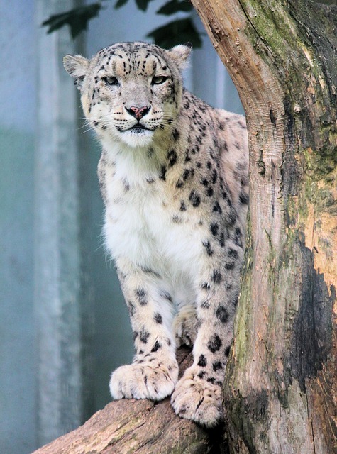 Snow Leopard Tracking