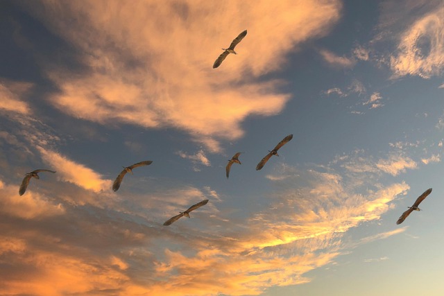 Bird Migration Route Map