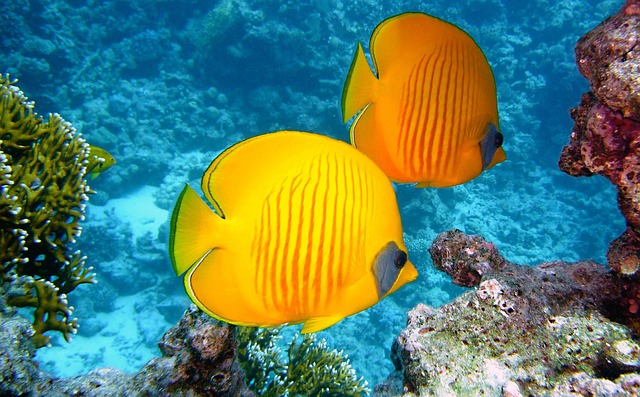 Coral Reef Recovery