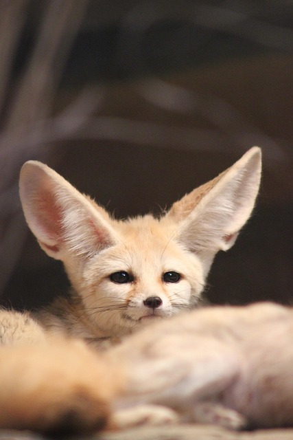 Desert Fennec Fox