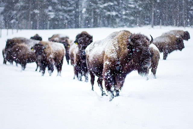 Migratory Bison Herd