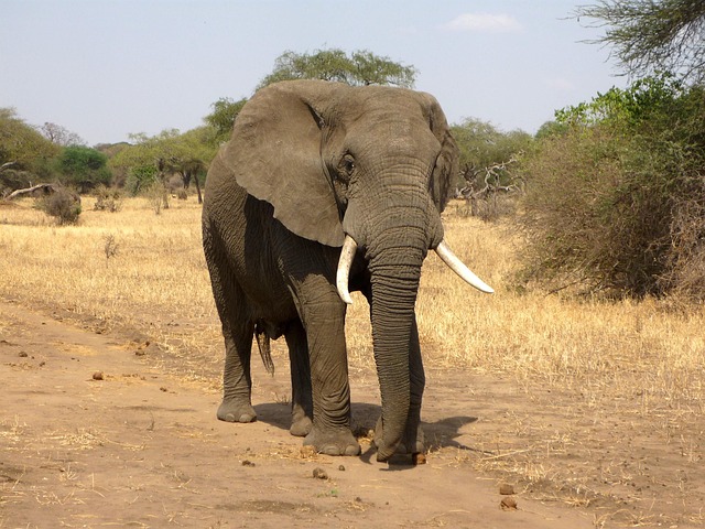 African Elephant on savanna