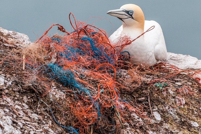 Ocean Plastic Before
